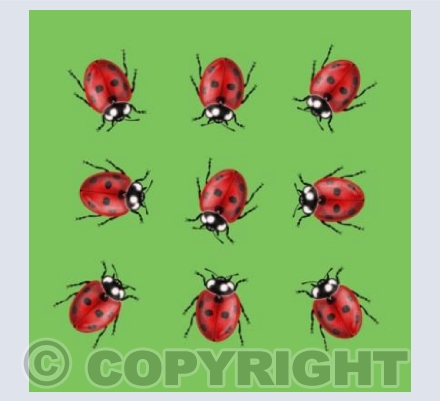 Ladybugs - green