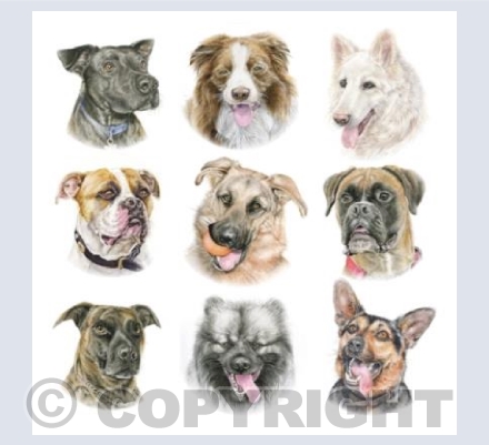 Dogs - Large Breeds