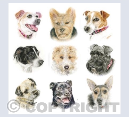Dogs - The Terriers