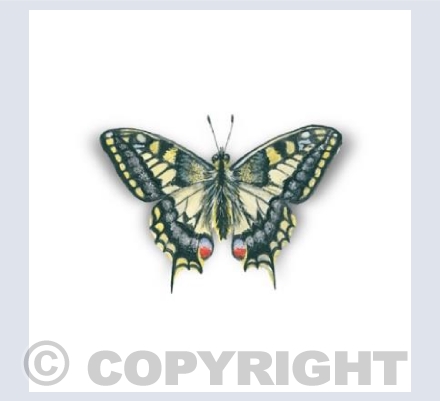 Swallowtailed Butterfly Card
