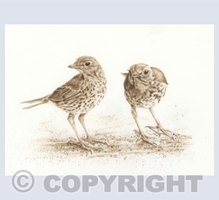 Thrushes Card