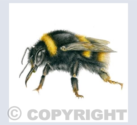 Bees Knees Card
