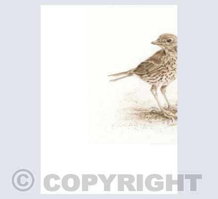 The Thrushes