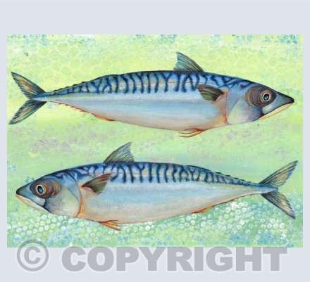 The Mackerels