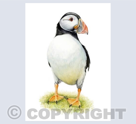 Cute Puffin