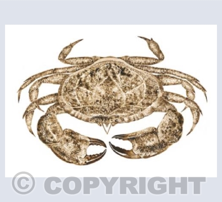 Brown Crab