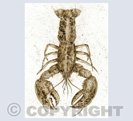 Lobster