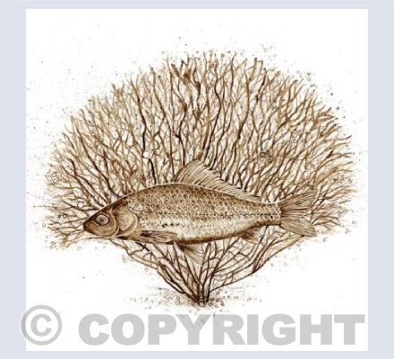 Fan Coral & Fish