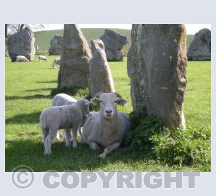 Avebury Sheep