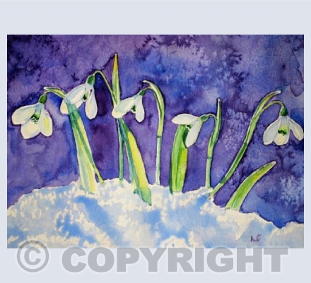 Nodding Snowdrops