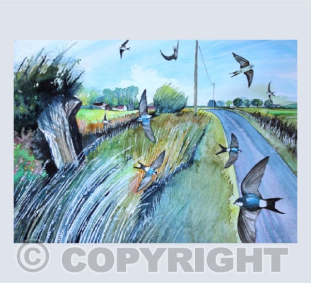 House Martins near Godney