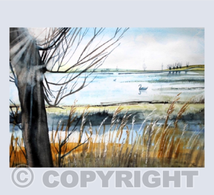 Swans, Sunshine & Floods