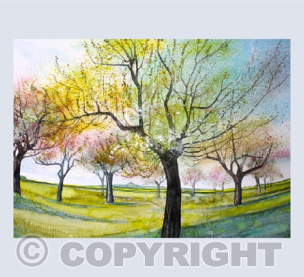 Apple Blossom
