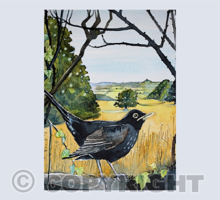 Avalon Blackbird