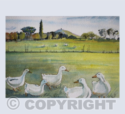 Somerset Duckies
