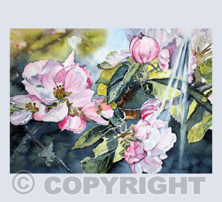 Apple Blossom Sunshine