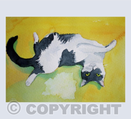 Sunshine Cat