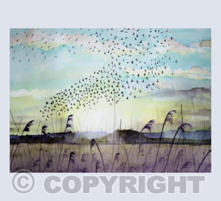 Starlings on the Avalon Marshes