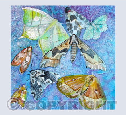 A Whisper of Moths