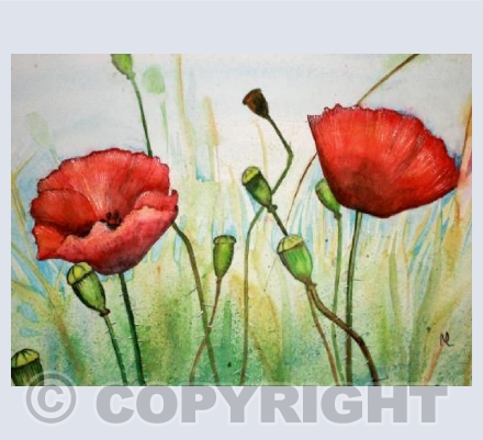 Poppies