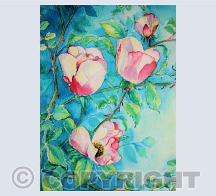 West Country Roses