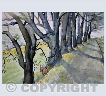 Hare on Draycott Sleights