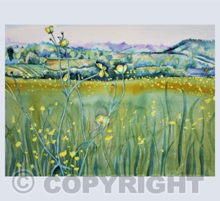 Somerset Buttercups