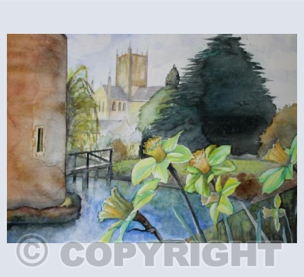 Wells Cathedral Daffodils