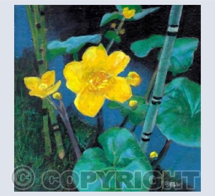 Marsh Marigolds