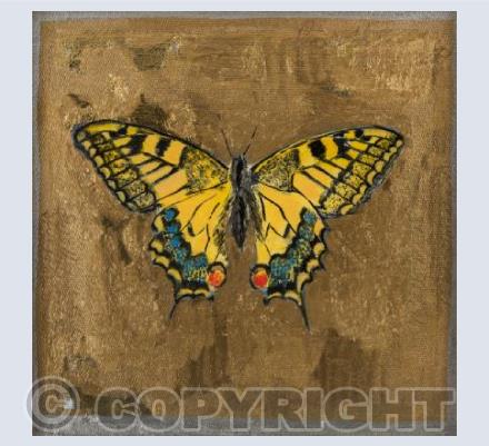 Swallowtail by Sarah Kniveton