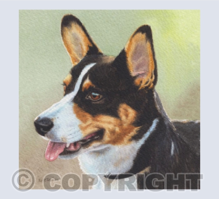 Corgi