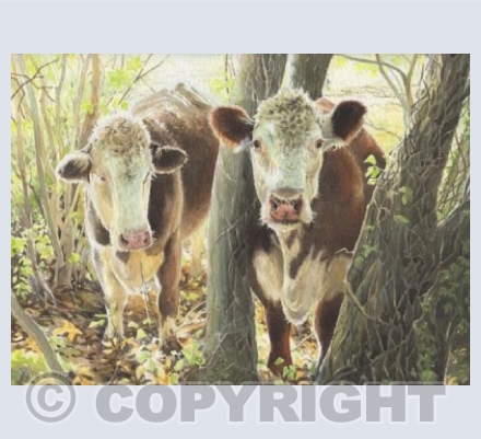 Curious Cows on The Old Camp Road