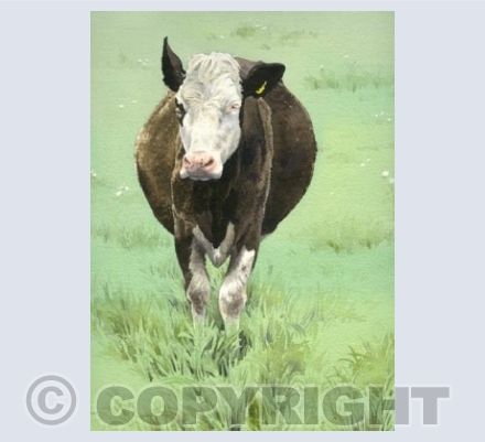 Thickwood Cow