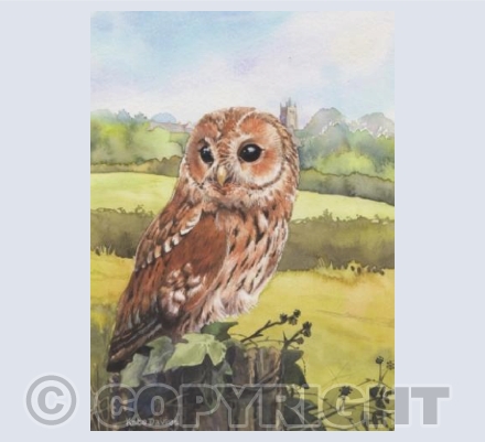 Tawny Owl
