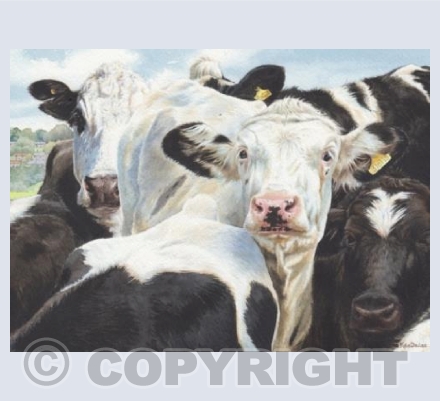 Nosey Cows