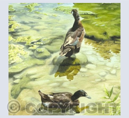 Two Little Ducks ...