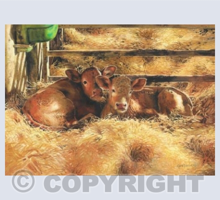 Doncombe Calves