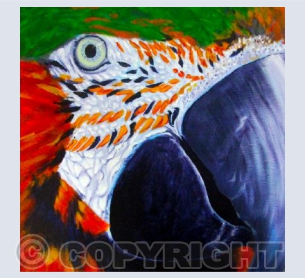 Macaw