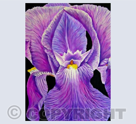 Iris