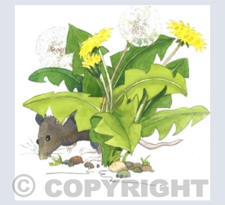 Dandelion Mouse