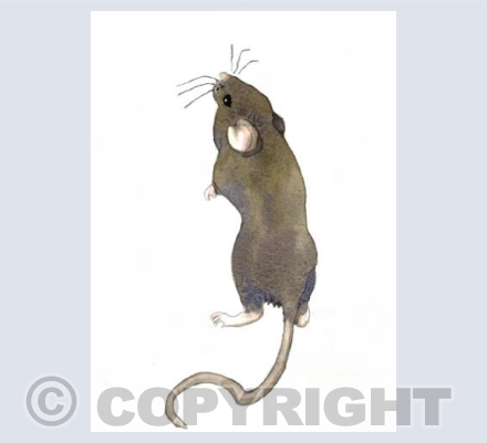 Stargazing Mouse