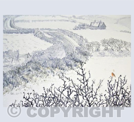 Robin in Snow