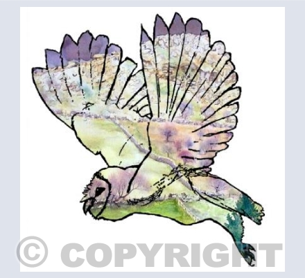 Barn Owl