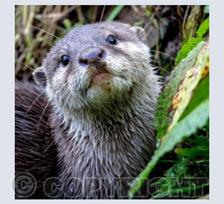Otter