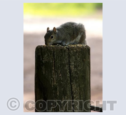 Nut eater