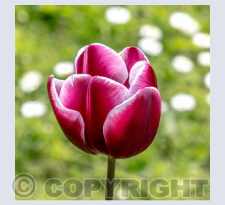 Tulip
