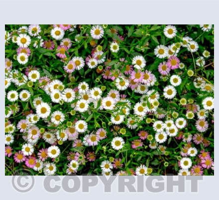 Daisy Daisy