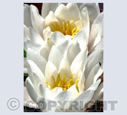 Water Lillys