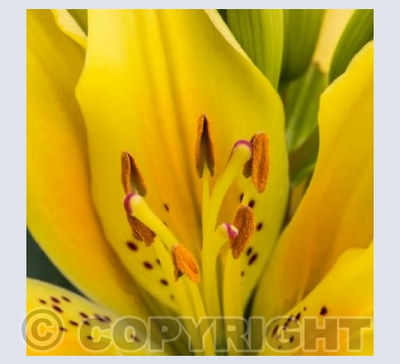 Yellow Lily