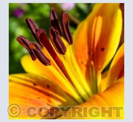 Lily close up